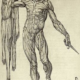 dissected-cadaver-with-flayed-skin-national-library-of-medicine