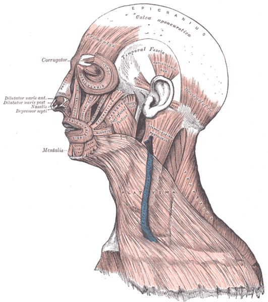 face-muscles