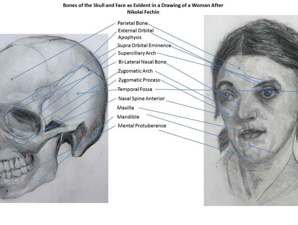study-of-the-skull-and-face-1