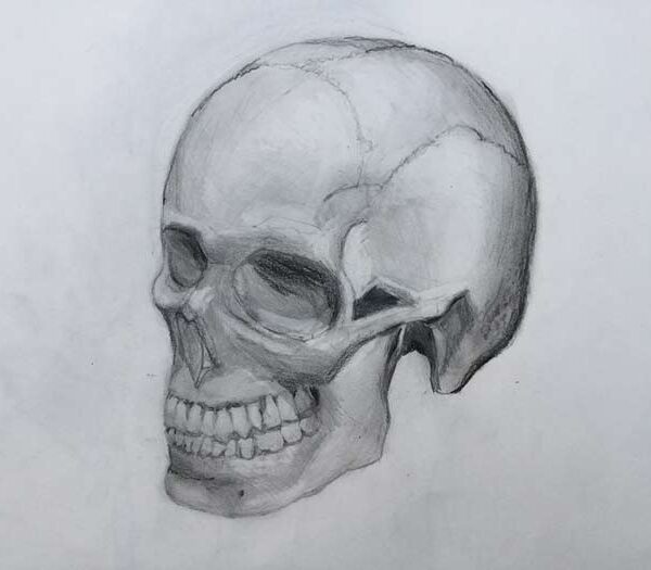 study-of-the-skull-and-face